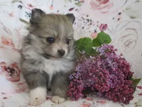 Lilac, a female Pomeranian for sale in Thorp, WI – 3 of 5