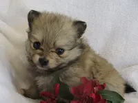 Zinnia, a female Pomeranian for sale in Thorp, WI – 4 of 5