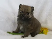 Daffodil, a female Pomeranian for sale in Thorp, WI – 1 of 3