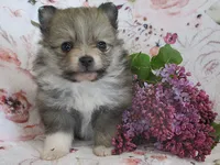 Lilac, a female Pomeranian for sale in Thorp, WI – 1 of 5