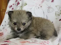 Zinnia, a female Pomeranian for sale in Thorp, WI – 2 of 5