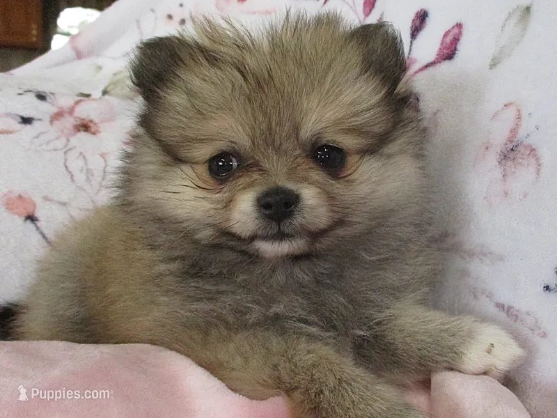 Zinnia – Pomeranian puppy for sale in Thorp, WI