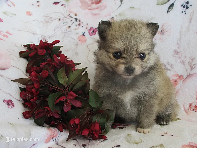 Zinnia – Pomeranian puppy for sale in Thorp, WI