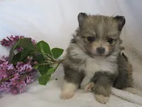 Lilac, a female Pomeranian for sale in Thorp, WI – 5 of 5