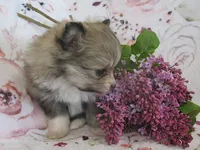 Lilac, a female Pomeranian for sale in Thorp, WI – 2 of 5