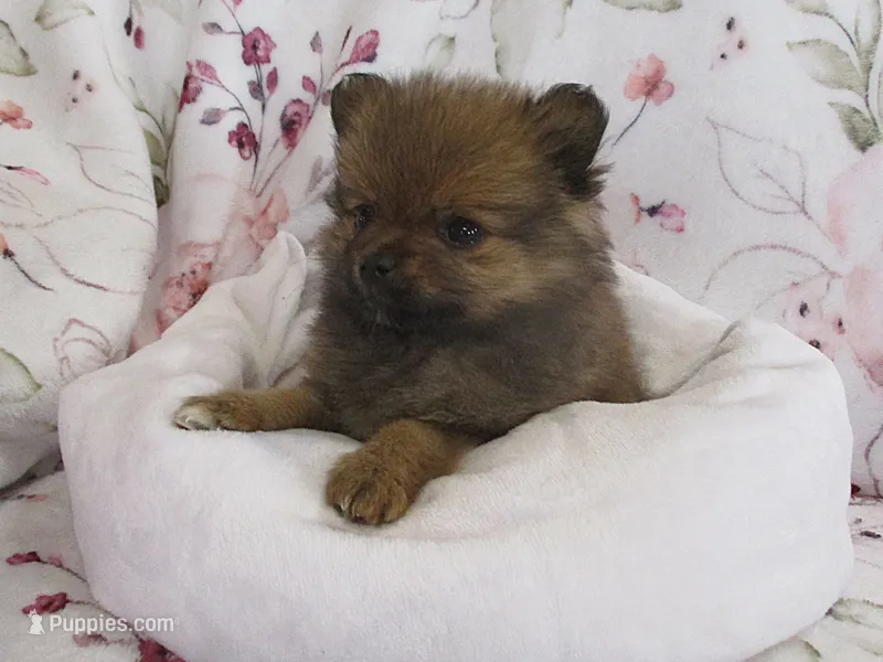 Daffodil – Pomeranian puppy for sale in Thorp, WI