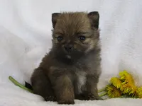 Daffodil, a female Pomeranian for sale in Thorp, WI – 3 of 3