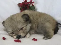 Zinnia, a female Pomeranian for sale in Thorp, WI – 5 of 5