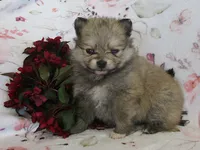 Zinnia, a female Pomeranian for sale in Thorp, WI – 3 of 5