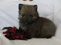 Daffodil, a female Pomeranian for sale in Thorp, WI – 2 of 3