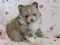 Lilac, a female Pomeranian for sale in Thorp, WI – 4 of 5