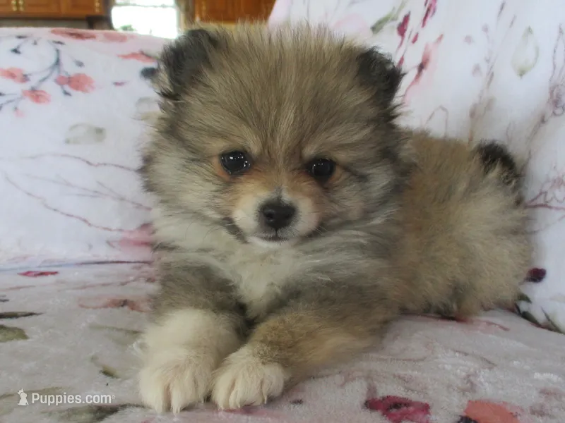 Lilac – Pomeranian puppy for sale in Thorp, WI
