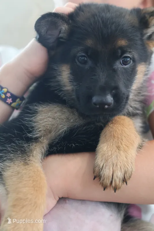 Pink  yellow – German Shepherd Dog puppy for sale in Providence, RI