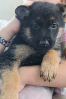 Pink  yellow, a female German Shepherd Dog for sale in Providence, RI – 1 of 5