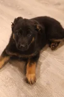 Blue , a male German Shepherd Dog for sale in Providence, RI – 1 of 4