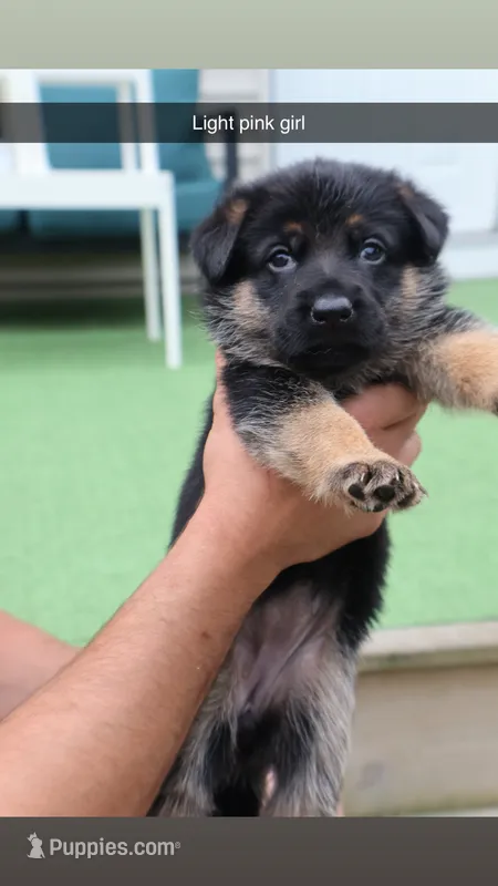  girl  – German Shepherd Dog puppy for sale in Providence, RI