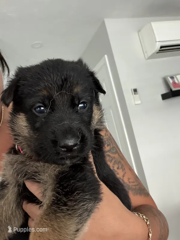 Female  – German Shepherd Dog puppy for sale in Providence, RI