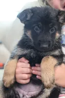Pink  yellow, a female German Shepherd Dog for sale in Providence, RI – 3 of 5