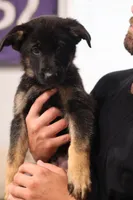 Blue , a male German Shepherd Dog for sale in Providence, RI – 2 of 4
