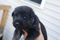 boys , a male German Shepherd Dog for sale in Providence, RI – 5 of 6