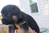 boys , a male German Shepherd Dog for sale in Providence, RI – 2 of 6