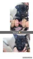 Pink  yellow, a female German Shepherd Dog for sale in Providence, RI – 4 of 5