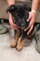 Blue , a male German Shepherd Dog for sale in Providence, RI – 3 of 4