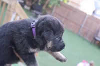 boys , a male German Shepherd Dog for sale in Providence, RI – 3 of 6