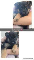 Pink  yellow, a female German Shepherd Dog for sale in Providence, RI – 5 of 5