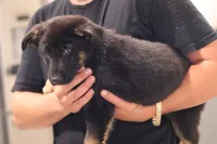 Blue , a male German Shepherd Dog for sale in Providence, RI – 4 of 4