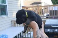  girl , a female German Shepherd Dog for sale in Providence, RI – 5 of 6