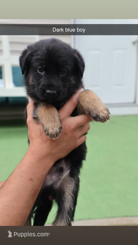 Male – German Shepherd Dog puppy for sale in Providence, RI