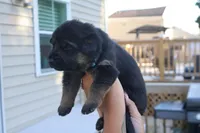  girl , a female German Shepherd Dog for sale in Providence, RI – 3 of 6