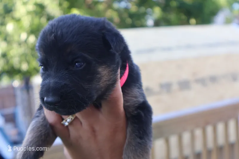  girl  – German Shepherd Dog puppy for sale in Providence, RI