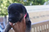  girl , a female German Shepherd Dog for sale in Providence, RI – 1 of 6