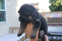  girl , a female German Shepherd Dog for sale in Providence, RI – 6 of 6