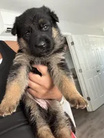 Female , a female German Shepherd Dog for sale in Providence, RI – 3 of 3
