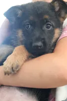 Pink  yellow, a female German Shepherd Dog for sale in Providence, RI – 2 of 5
