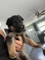 Female , a female German Shepherd Dog for sale in Providence, RI – 2 of 3