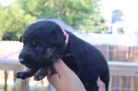  girl , a female German Shepherd Dog for sale in Providence, RI – 2 of 6