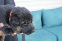 boys , a male German Shepherd Dog for sale in Providence, RI – 6 of 6