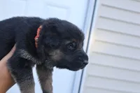 boys , a male German Shepherd Dog for sale in Providence, RI – 4 of 6