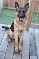 Female , a female German Shepherd Dog for sale in Providence, RI – 4 of 4