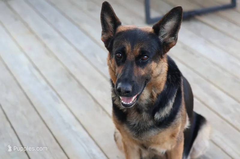 Male – German Shepherd Dog puppy for sale in Providence, RI