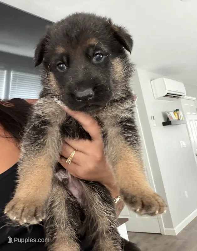 Orange boy – German Shepherd Dog puppy for sale in Providence, RI