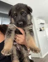 Orange boy, a male German Shepherd Dog for sale in Providence, RI – 1 of 1