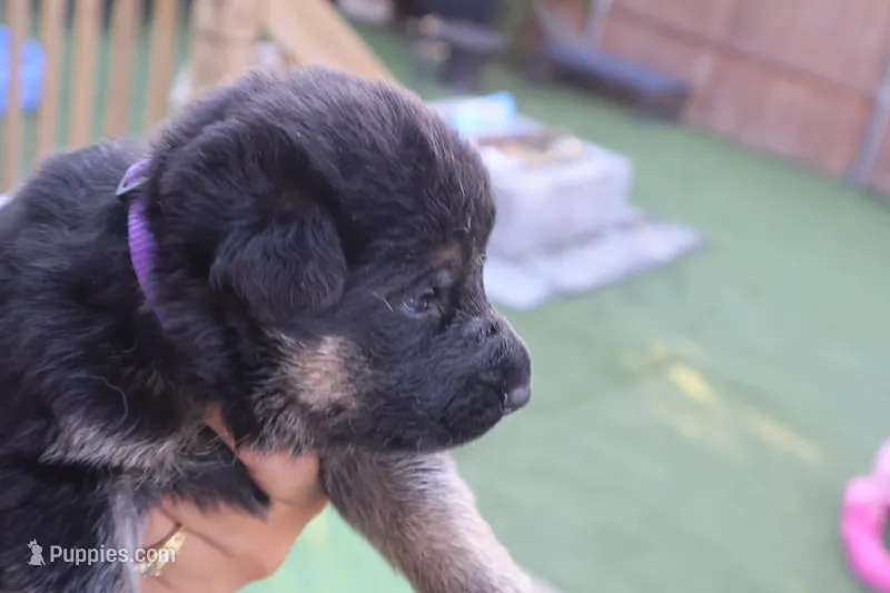 boys  – German Shepherd Dog puppy for sale in Providence, RI
