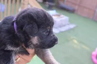 boys , a male German Shepherd Dog for sale in Providence, RI – 1 of 6
