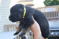  girl , a female German Shepherd Dog for sale in Providence, RI – 4 of 6