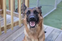 Female , a female German Shepherd Dog for sale in Providence, RI – 2 of 4